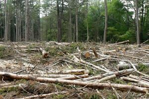 Ako nestane šume, nestaće i pitke vode