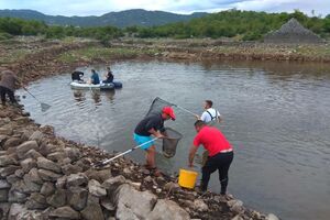 Volonteri DMEN-a učestvovali u akciji spašavanja ribe