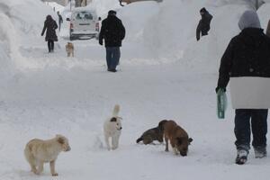 Psi desetkuju stada u Pljevljima: Mještani njavljuju tužbe protiv...