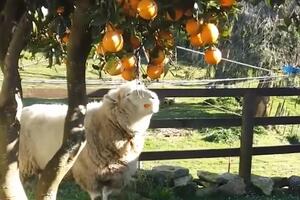 Da li ste nekada vidjeli da ovca jede pomorandže?