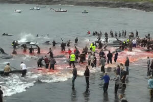 Šokantan prizor na Farskim ostrvima: Ubijeno na desetine kitova