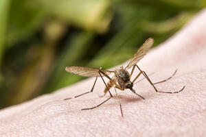 Zaustavite svrab nakon ujeda komarca