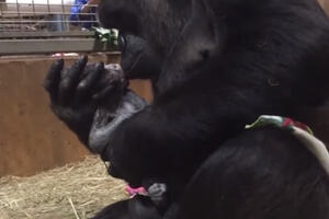 Pogledajte prvi susret mame gorile i njene tek rođene bebe