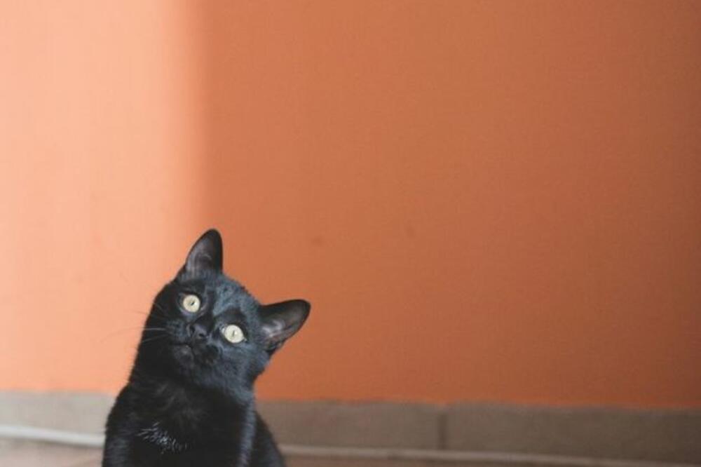 crna mačka, Foto: Monika Malek