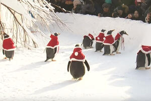 Pingvini u kostimima Djeda Mraza dijelili prazničnu radost