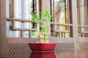 Bambus unosi harmoniju u dom