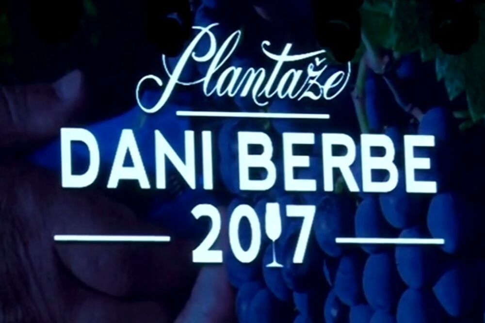 Plantaže Dani berbe, Foto: Screenshot (TV Vijesti)