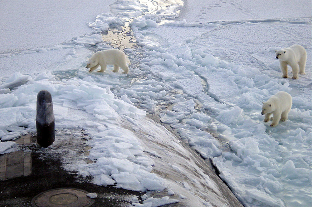 Polarni medvjedi, Foto: Wikimedia Commons