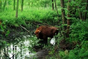 Poljska ne poštuje zabranu sječe zaštićene prašume, drvosječe...