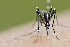 Zašto komarci napadaju neke ljude, a neke ne?