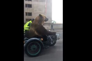 Kad voziš putem i sretneš medvjeda na motoru