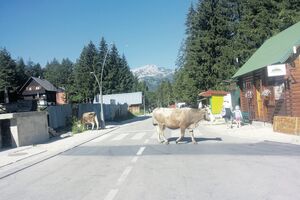Žabljak: Krave u centru grada i na putu ka Crnom jezeru