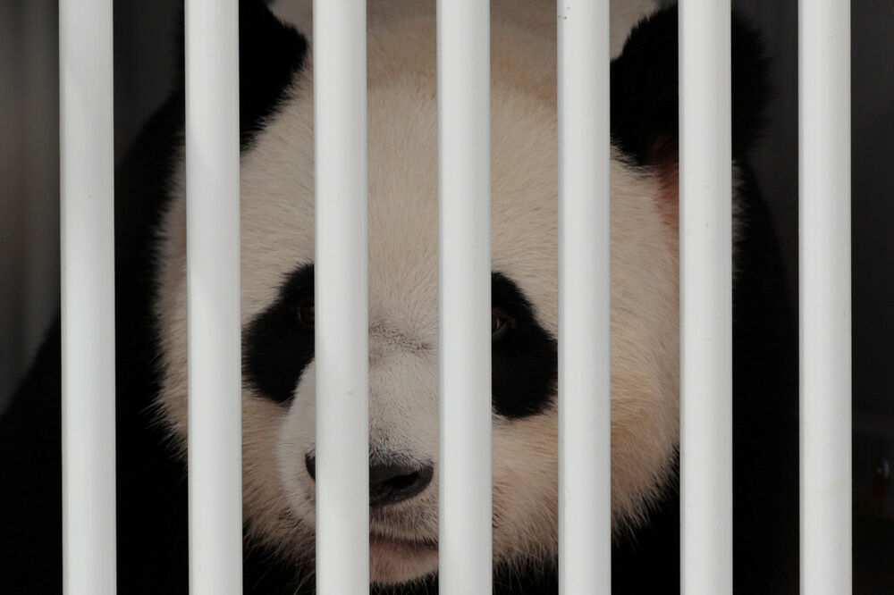 Panda, Foto: Reuters