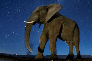 Počelo jedno od najvećih premještanja životinja u afričkoj divljini