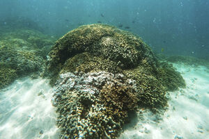Ima naznaka da je izbjeljivanje koralnih grebena pri kraju