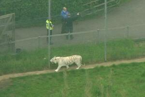 Velika Britanija: Tigar usmrtio čuvarku