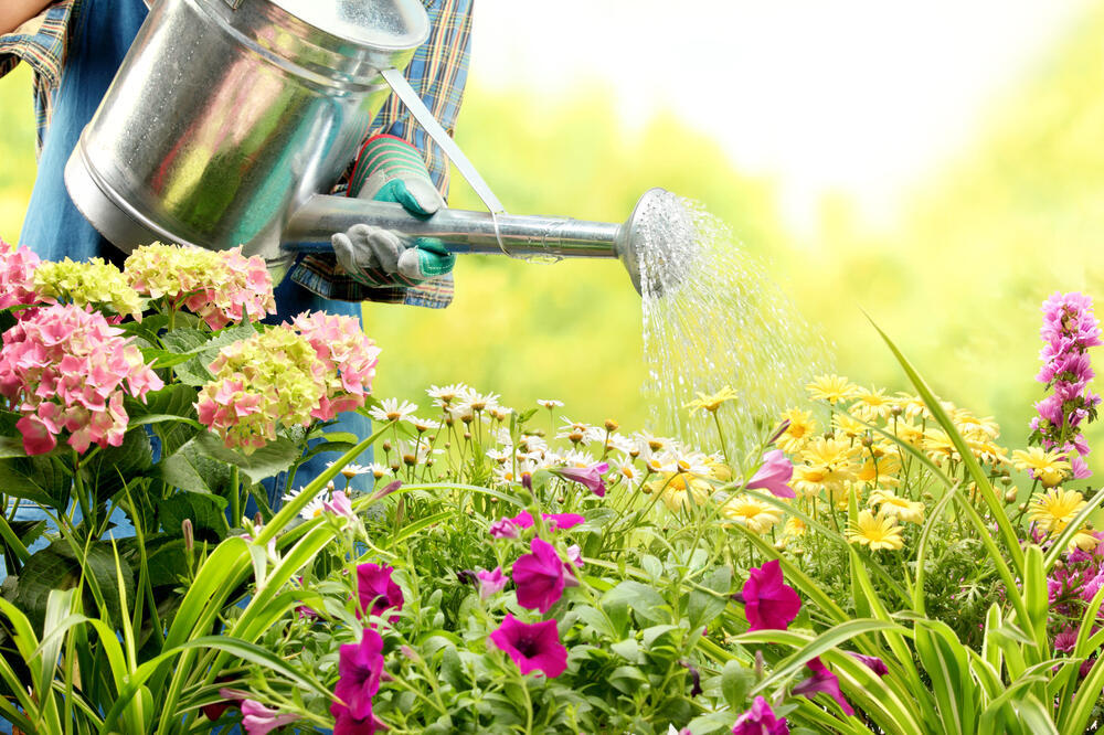 cvijeće, bašta, Foto: Shutterstock