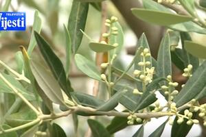"Plantaže" počele proizvodnju maslinovog ulja: Cilj - 20 hiljada...