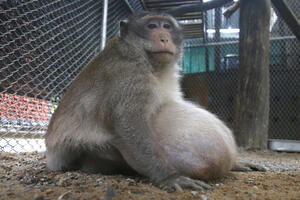 Tajlandski majmun na dijeti zbog brze hrane