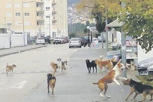 Azil ni na vidiku ulice pune pasa