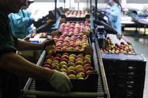 U SAD će jabuke uskoro brati roboti