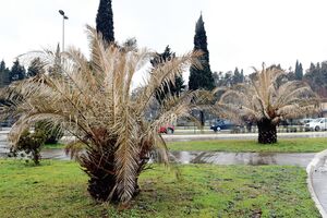 Jaka zima osušila palme u Podgorici