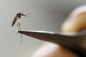 Uticaj zika virusa na mušku plodnost