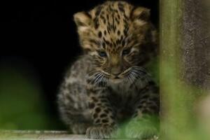 Engleska: Rođena dva leoparda rijetke vrste Amur
