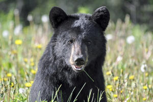Medvjed se povukao iz borbe: Kanađanin mu slomio nos