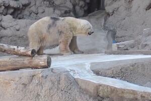 Uginuo "najtužniji polarni medvjed na svijetu"