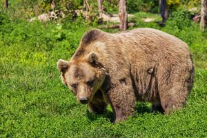 Japan: Medvjed ili više njih napadali ljude, četvoro mrtvih