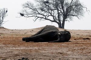 Više od četvrtine globalne populacije slonova istrijebljeno u...
