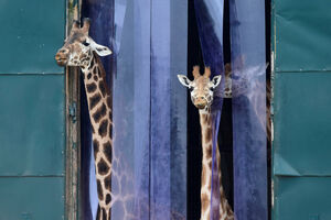 Naučnici tvrde da su otkrili kako su se žirafama produžili vratovi