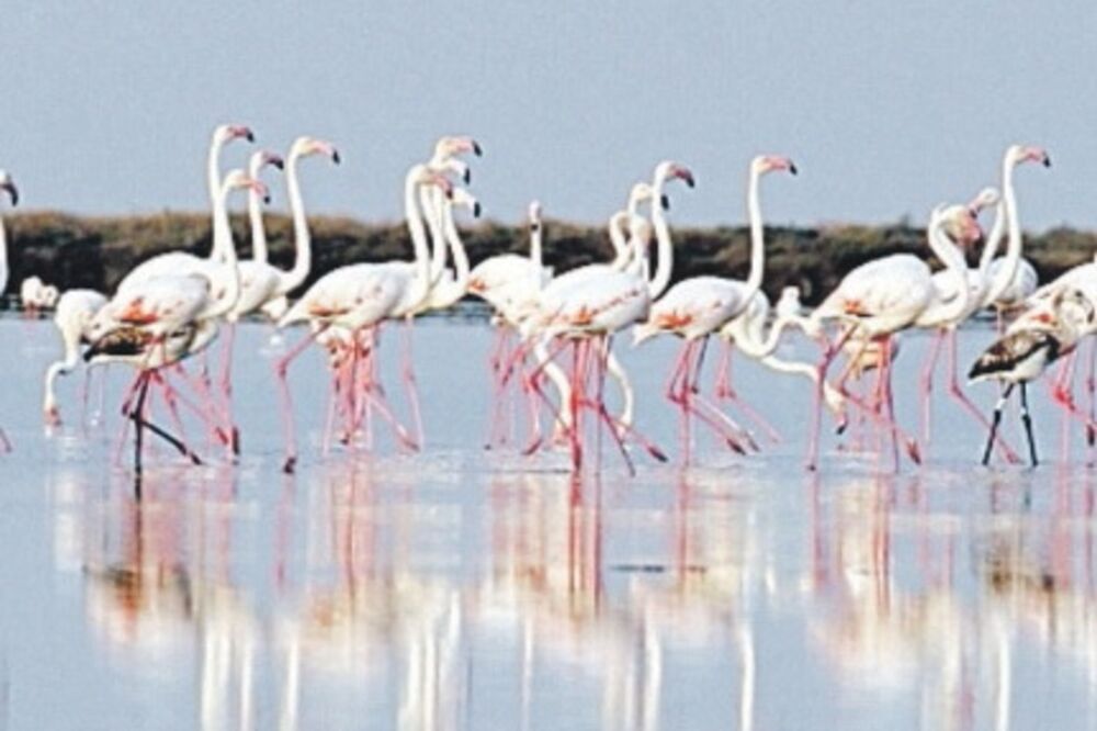 Flamingosi, Solana, Foto: Arhiva "Vijesti"