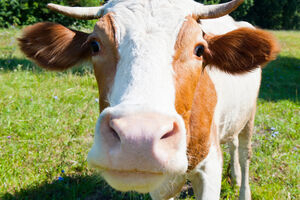 London: Konzervirani kravlji urin u slobodnoj prodaji
