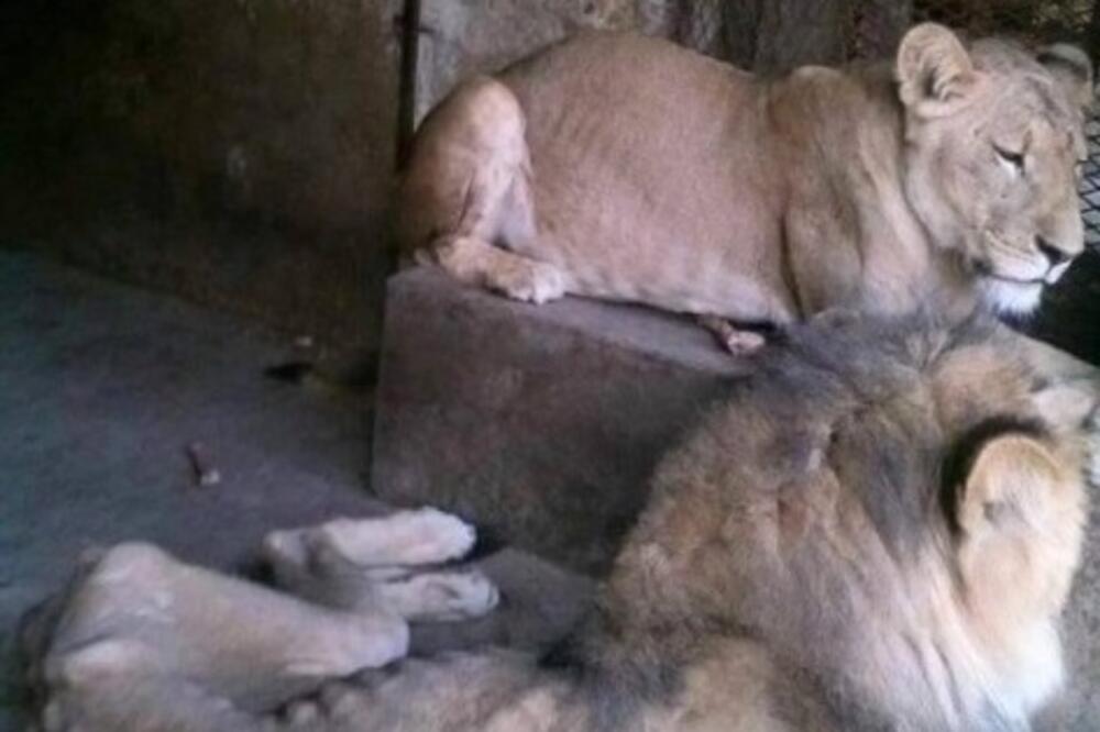 ZOO vrt Jemen, Foto: Taiz Zoo