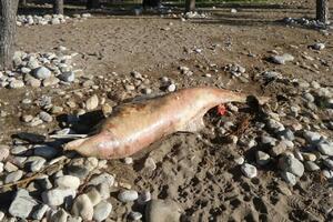 Leš delfina danima na plaži u Šušnju: Neprijatan prizor, rizik za...