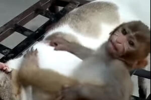 Ovaj majmun je opsjednut mačkom koja samo pokušava da spava