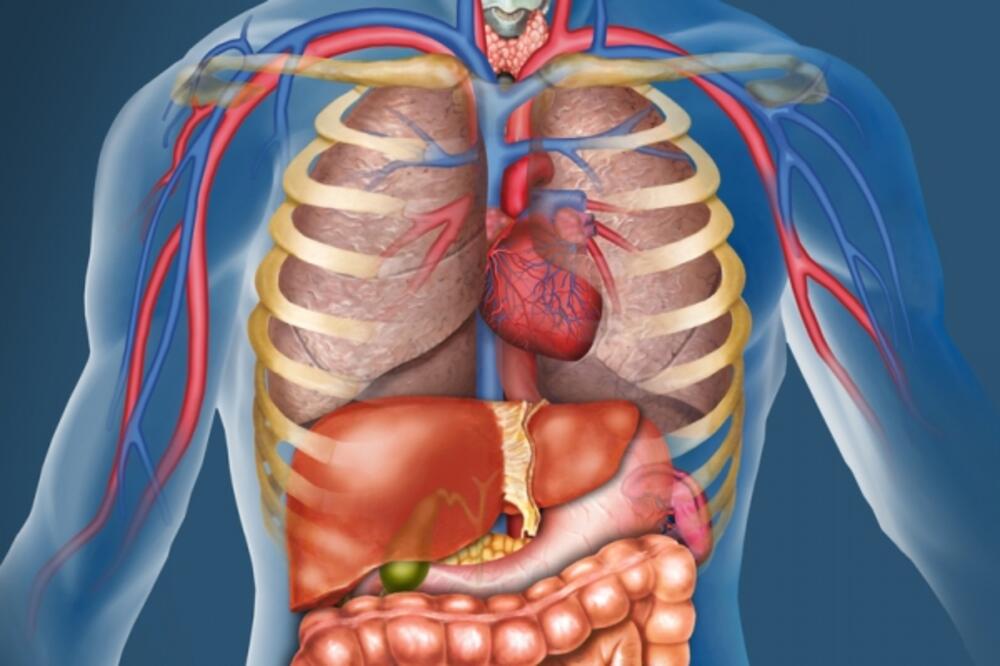 organi, ljudsko tijelo, anatomija čovjeka, Foto: Shutterstock