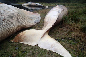 Više od 300 kitova nasukano duž čileanske obale