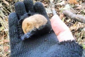 Podgoričanin od zime spasio šumskog miša