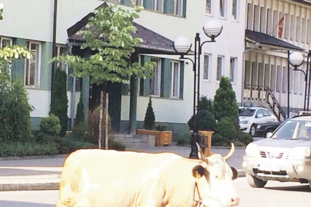 krave, Rožaje, Foto: Čitalac reporter