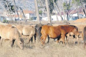 Podgorica: Krdo konja na magistrali