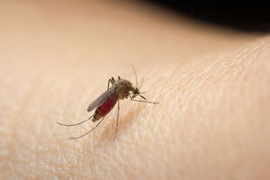 Evo nekoliko razloga zbog kojih komarci baš vas ujedaju