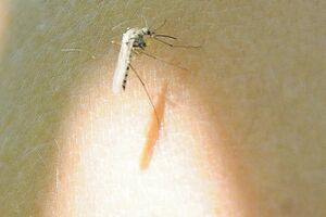 Kako komarci biraju "žrtvu"