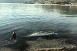 U Tivatskom zalivu nađen uginuli delfin