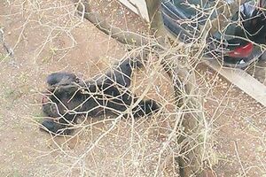 Podnijeta krivična prijava zbog mučenja i ubijanja medvjeda