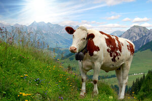 Švajcarska: Radar prijavljuje krave kao potencijalne neprijatelje