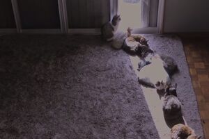 Ove mačke znaju gdje da nađu vitamin D