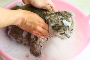 Da li je mačke potrebno kupati?